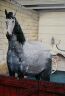 pferd_003.jpg